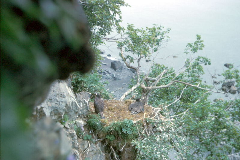 Bald Eagle (Haliaeetus leucocephalus){!--흰머리수리--> - Cliff nest with fledglings; DISPLAY FULL IMAGE.