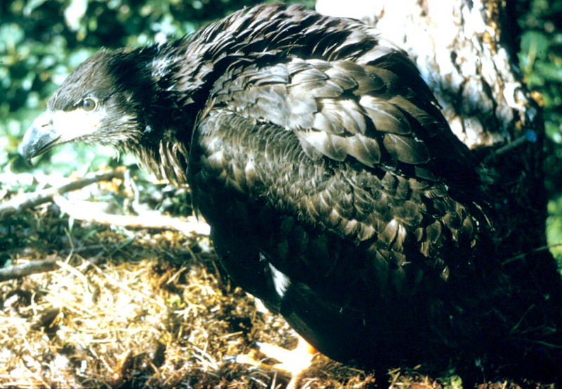 Bald Eagle (Haliaeetus leucocephalus){!--흰머리수리--> fledgling; DISPLAY FULL IMAGE.
