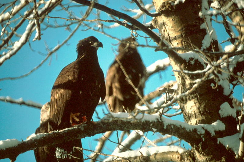 Bald Eagle (Haliaeetus leucocephalus){!--흰머리수리--> fledglings; DISPLAY FULL IMAGE.