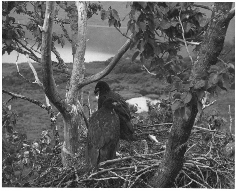 Bald Eagle (Haliaeetus leucocephalus){!--흰머리수리--> fledgling in nest; DISPLAY FULL IMAGE.