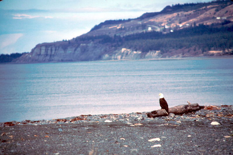 Bald Eagle (Haliaeetus leucocephalus){!--흰머리수리--> on beach; DISPLAY FULL IMAGE.