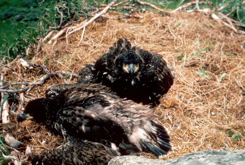 Bald Eagle (Haliaeetus leucocephalus){!--흰머리수리--> fledglings in nest; DISPLAY FULL IMAGE.