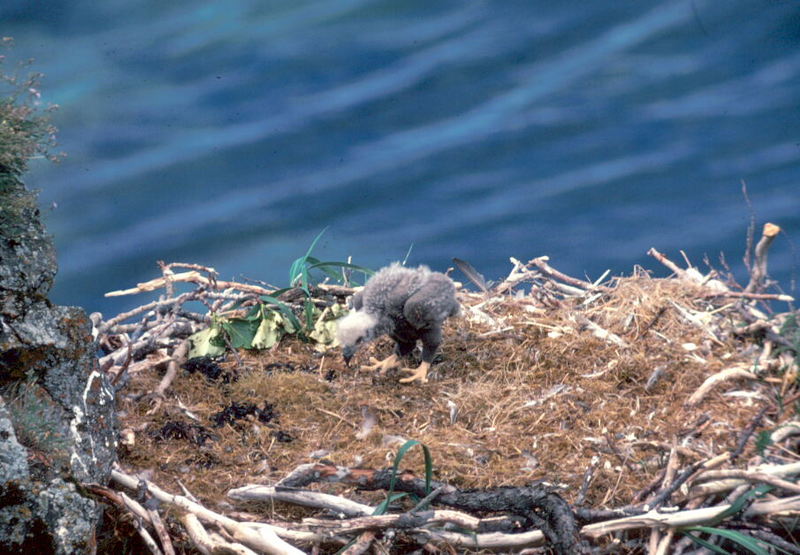 Bald Eagle (Haliaeetus leucocephalus){!--흰머리수리--> young in nest; DISPLAY FULL IMAGE.