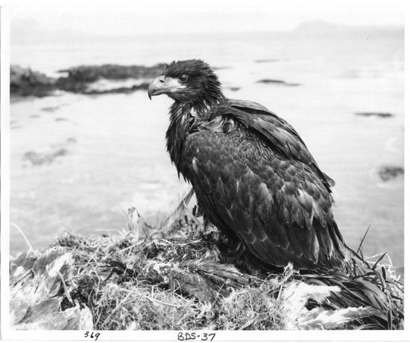 Bald Eagle (Haliaeetus leucocephalus){!--흰머리수리--> fledgling in nest; DISPLAY FULL IMAGE.