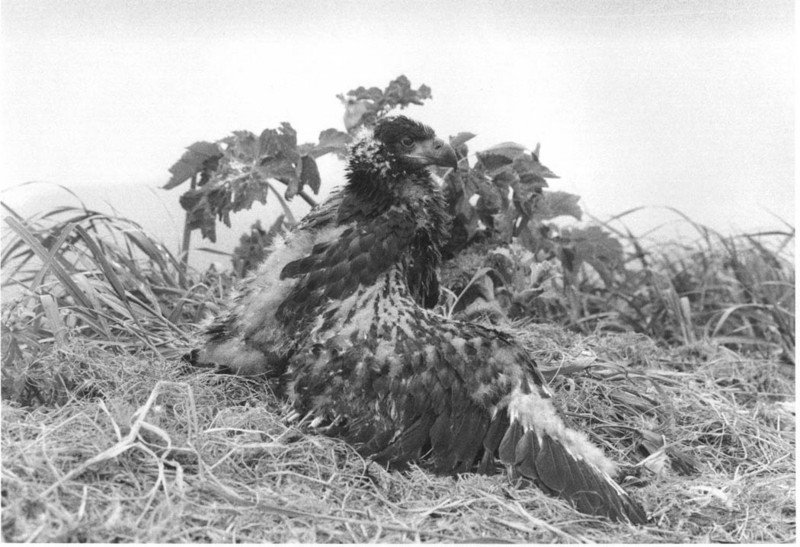 Immature Bald Eagle (Haliaeetus leucocephalus){!--흰머리수리--> in nest; DISPLAY FULL IMAGE.