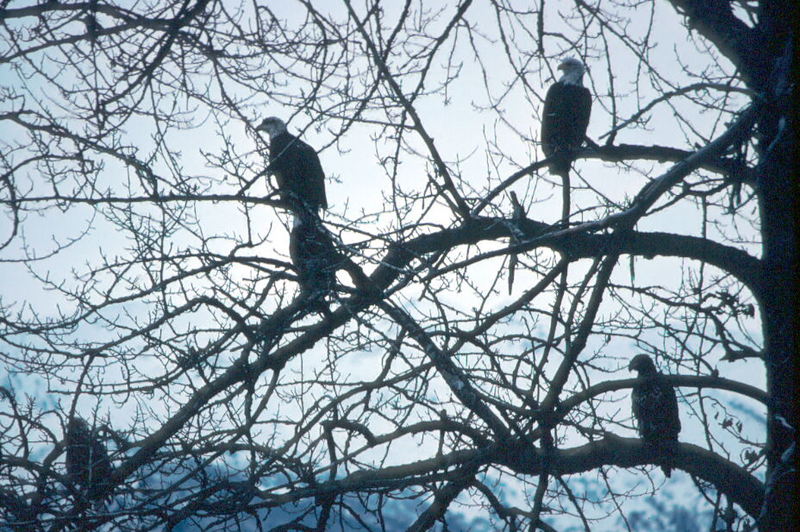 Bald Eagle (Haliaeetus leucocephalus){!--흰머리수리--> group on tree; DISPLAY FULL IMAGE.