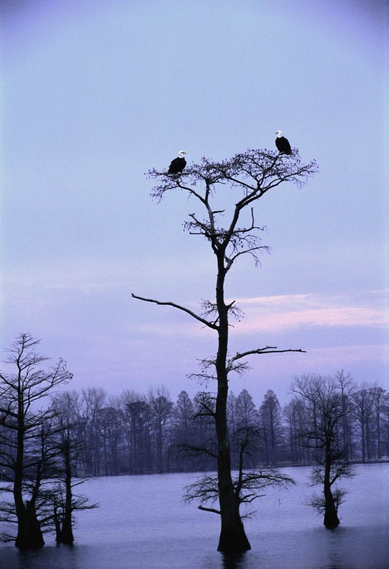 Bald Eagle (Haliaeetus leucocephalus){!--흰머리수리--> pair perching on tree; DISPLAY FULL IMAGE.