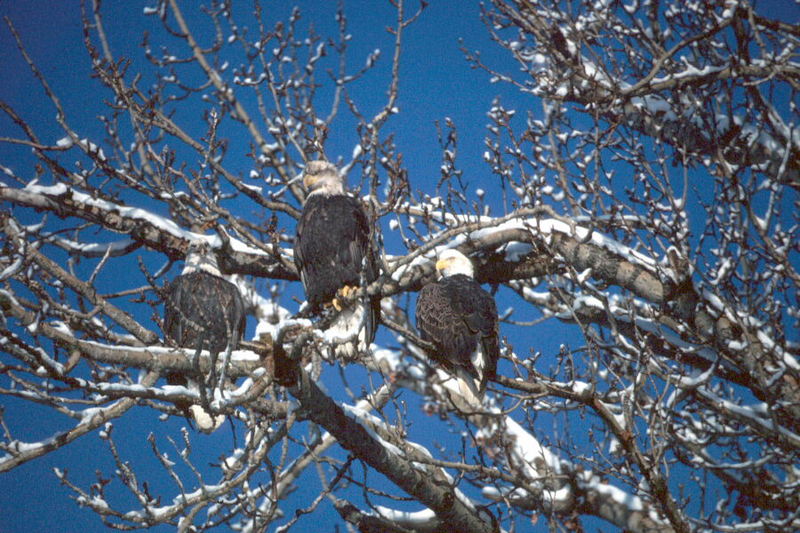 Bald Eagle (Haliaeetus leucocephalus){!--흰머리수리--> trio perched on tree; DISPLAY FULL IMAGE.