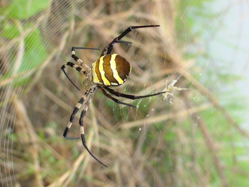 Far Eastern black-and-yellow garden spider (Argiope amoena){!--호랑거미-->; DISPLAY FULL IMAGE.