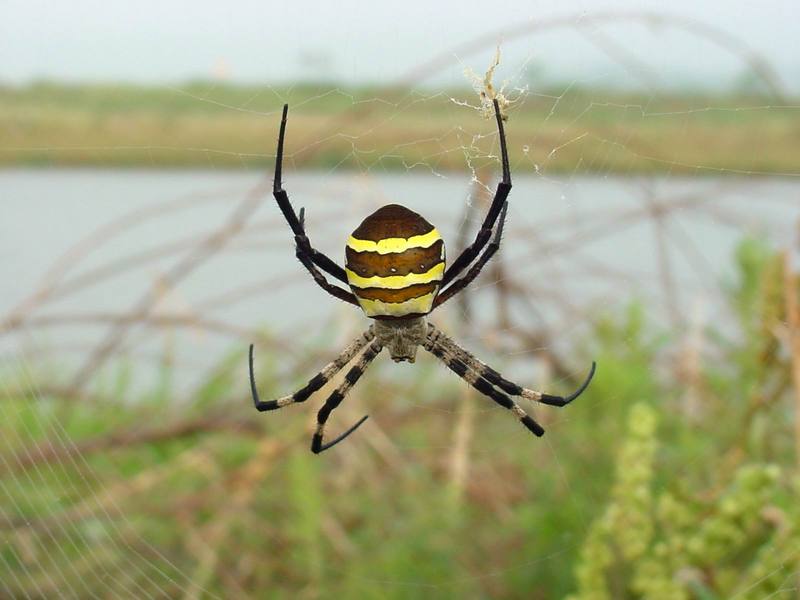 Far Eastern black-and-yellow garden spider (Argiope amoena){!--호랑거미-->; DISPLAY FULL IMAGE.