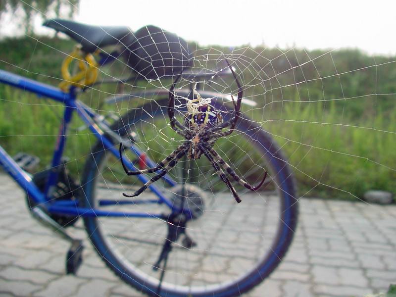 Far Eastern black-and-yellow garden spider (Argiope amoena){!--호랑거미--> and my bike; DISPLAY FULL IMAGE.