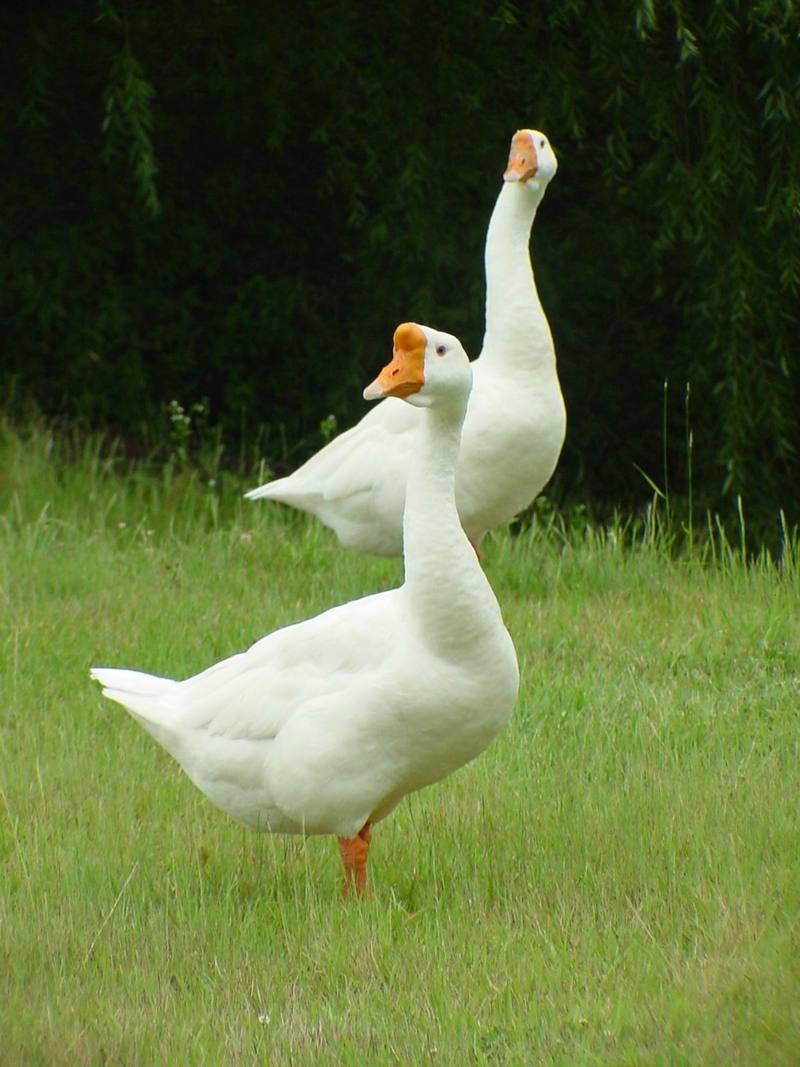 중국거위 Anser cygnoides (Swan Geese on grass); DISPLAY FULL IMAGE.