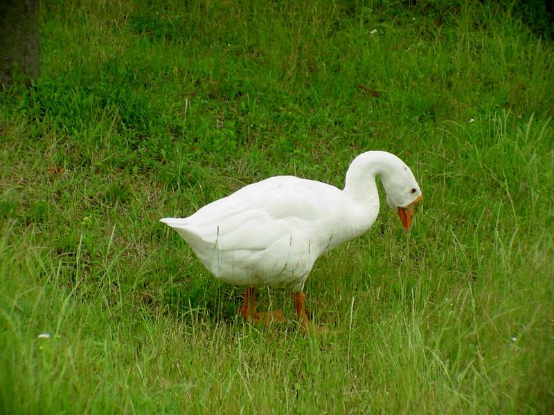 중국거위 Anser cygnoides (Swan Goose grazing on grass); DISPLAY FULL IMAGE.