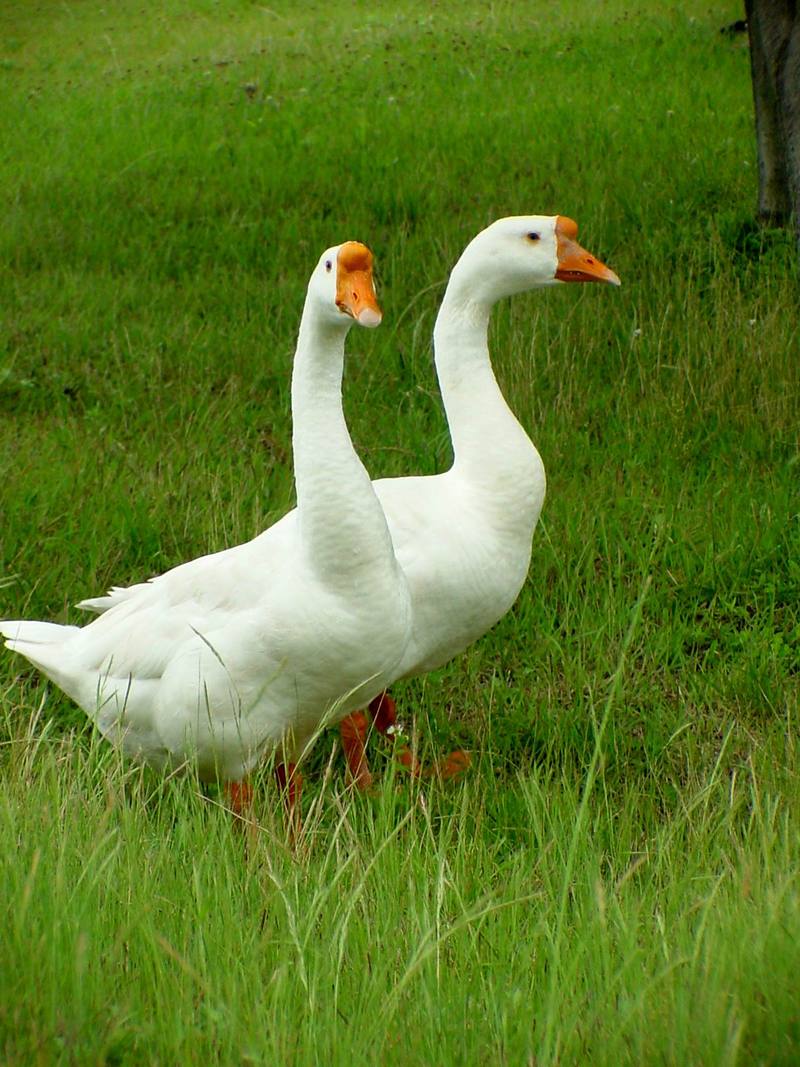 중국거위 Anser cygnoides (Swan Goose pair on grass); DISPLAY FULL IMAGE.