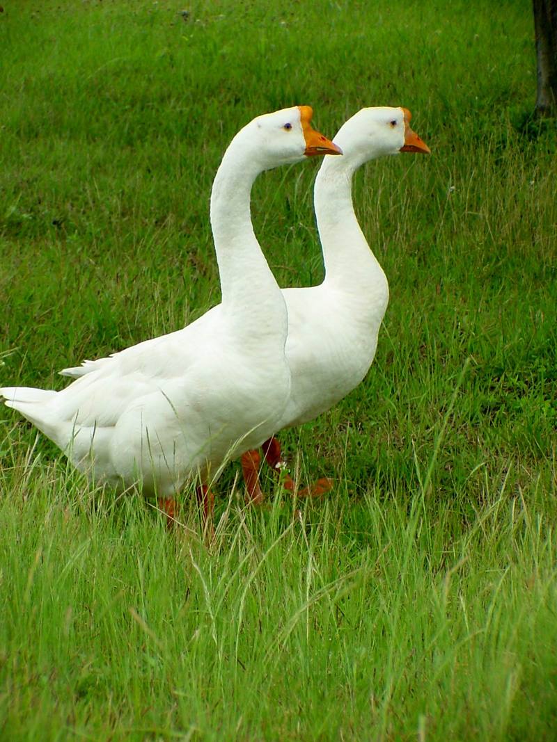 중국거위 Anser cygnoides (Swan Geese pair on grass); DISPLAY FULL IMAGE.