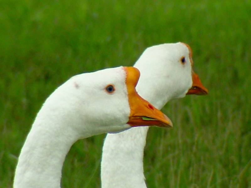 중국거위 Anser cygnoides (Swan Geese grazing heads); DISPLAY FULL IMAGE.