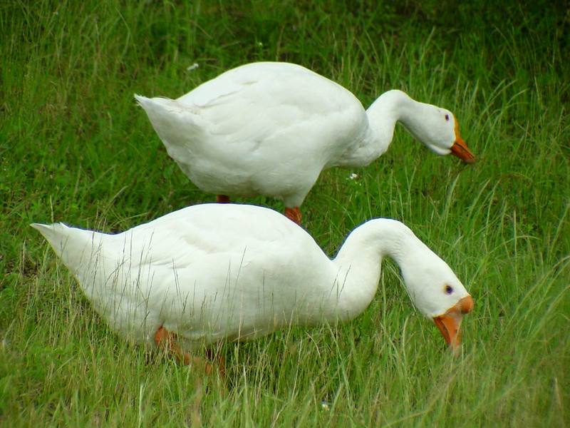 중국거위 Anser cygnoides (Swan Geese grazing grass); DISPLAY FULL IMAGE.
