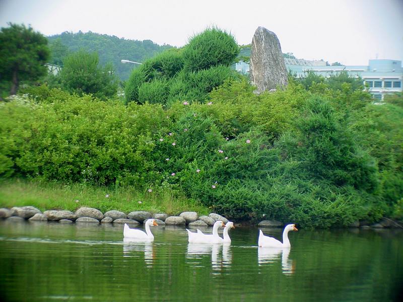 중국거위 Anser cygnoides (Swan Geese swimming in pond); DISPLAY FULL IMAGE.