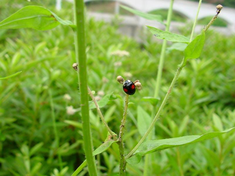 Ladybug; DISPLAY FULL IMAGE.