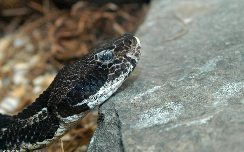 misc. critters - Timber Rattlesnake (Crotalus horridus)014.JPG; DISPLAY FULL IMAGE.