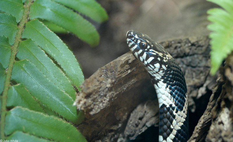 misc. critters - eastern king snake1.jpg (1/1); DISPLAY FULL IMAGE.
