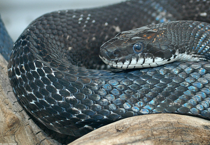 misc. critters - Black Rat Snake (Elaphe obsoleta obsoleta).jpg (1/1); DISPLAY FULL IMAGE.