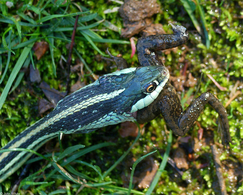 Animal Lunch - Animal bites016.jpg (1/1); DISPLAY FULL IMAGE.