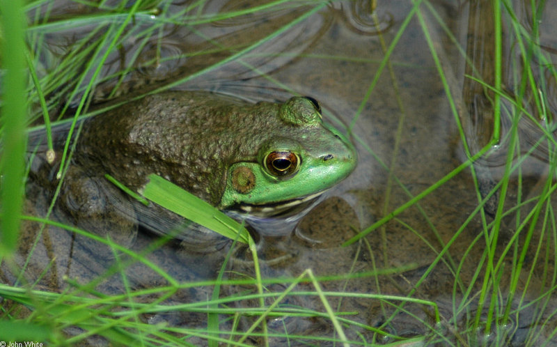 Swamp Walk Critters - bullfrog001.JPG (1/1); DISPLAY FULL IMAGE.