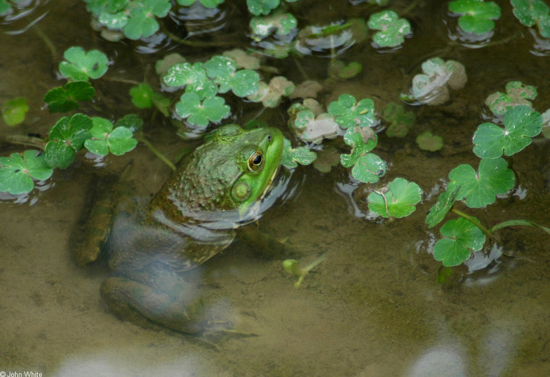 Swamp Walk Critters - bullfrog002.JPG (1/1); DISPLAY FULL IMAGE.