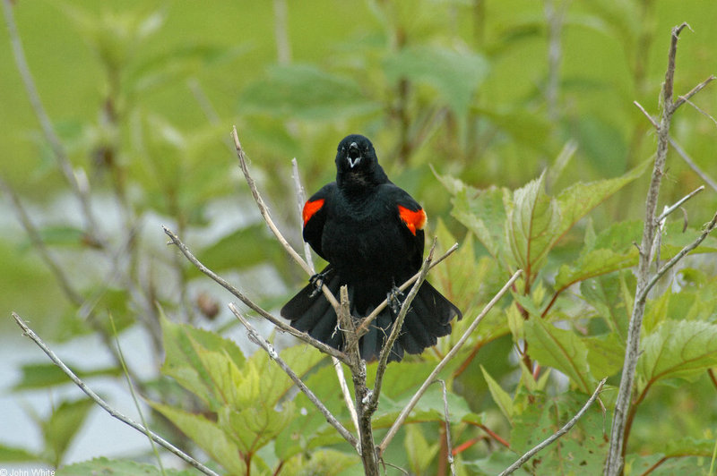 Swamp Walk Critters - red-winged blackbird001.JPG (1/1); DISPLAY FULL IMAGE.