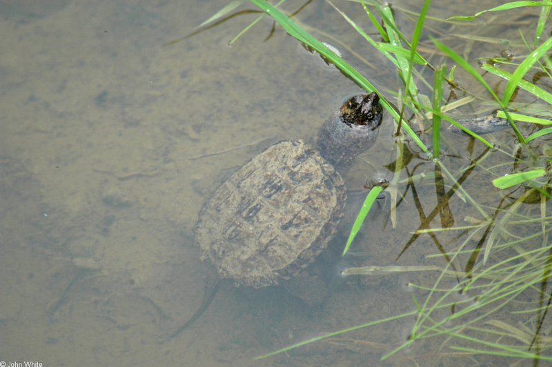 Swamp Walk Critters - snapping turtle.JPG (1/1); DISPLAY FULL IMAGE.