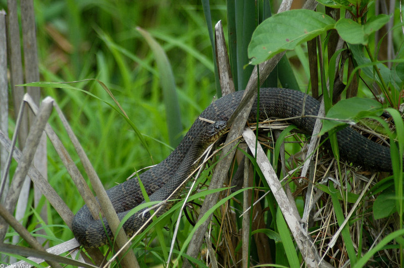 Swamp Walk Critters - northern water snake 003; DISPLAY FULL IMAGE.