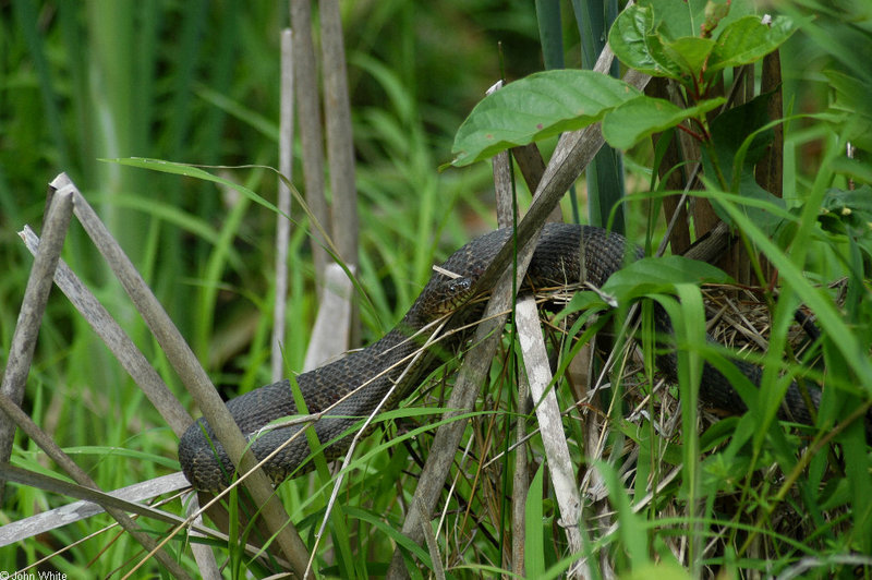 Swamp Walk Critters - northern water snake 004; DISPLAY FULL IMAGE.