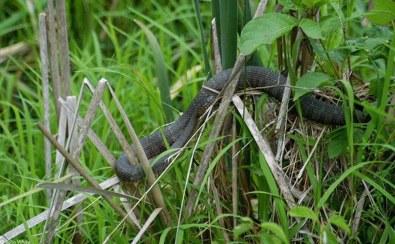 Swamp Walk Critters - northern water snake 004; DISPLAY FULL IMAGE.