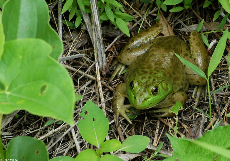 Swamp Walk Critters - bullfrog004.JPG (1/1); DISPLAY FULL IMAGE.