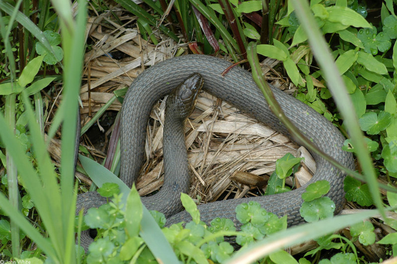 Swamp Walk Critters - northern water snake 005; DISPLAY FULL IMAGE.