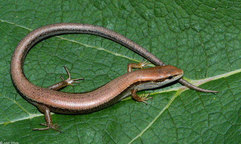 Little Brown Skink (Scincella lateralis); DISPLAY FULL IMAGE.