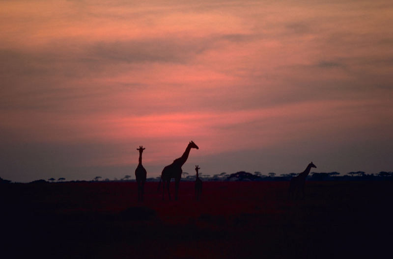 Giraffe (Giraffa camelopardalis){!--기린--> herd in African Sunset; DISPLAY FULL IMAGE.