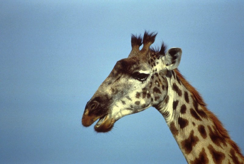 Giraffe (Giraffa camelopardalis){!--기린--> head; DISPLAY FULL IMAGE.