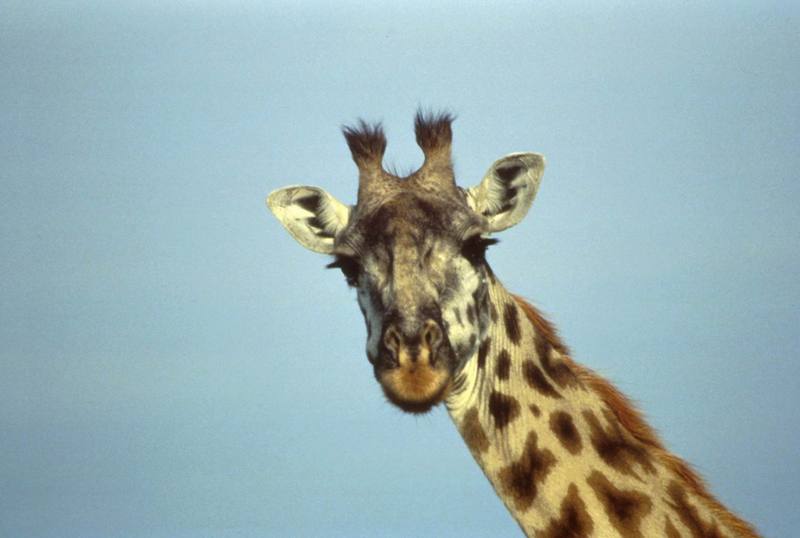 Giraffe (Giraffa camelopardalis){!--기린--> head; DISPLAY FULL IMAGE.
