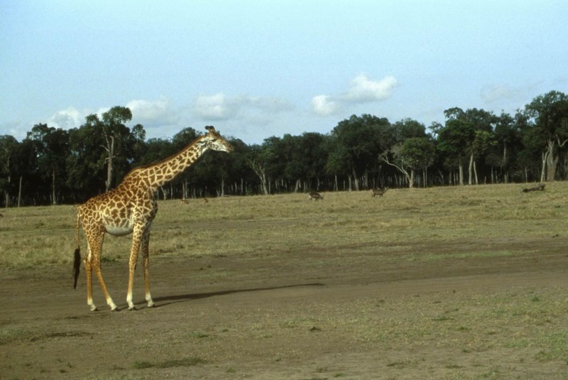 Giraffe (Giraffa camelopardalis){!--기린--> on grass; DISPLAY FULL IMAGE.