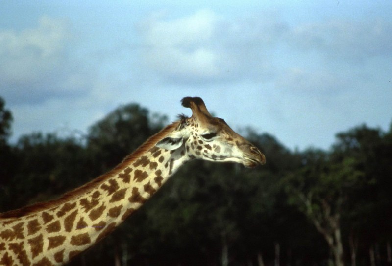 Giraffe (Giraffa camelopardalis){!--기린--> head and long neck; DISPLAY FULL IMAGE.