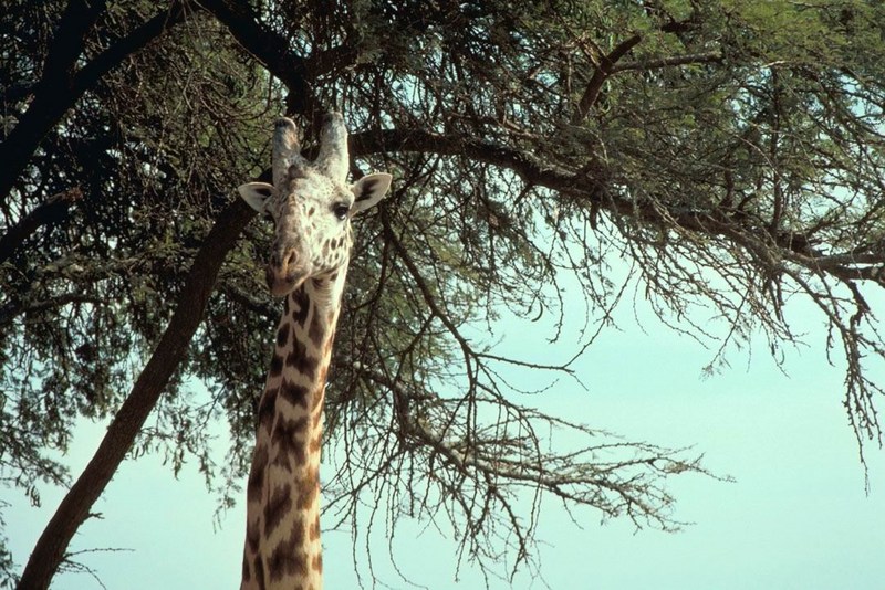 Masai Giraffe (Giraffa camelopardalis tippelskirchi){!--마사이기린-->; DISPLAY FULL IMAGE.