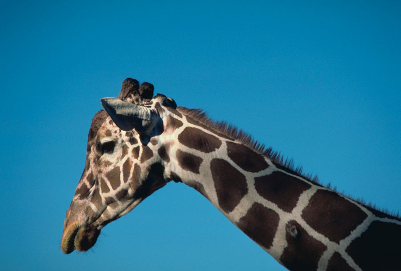 Reticulated Giraffe (Giraffa camelopardalis reticulata){!--그물무늬기린--> head; DISPLAY FULL IMAGE.