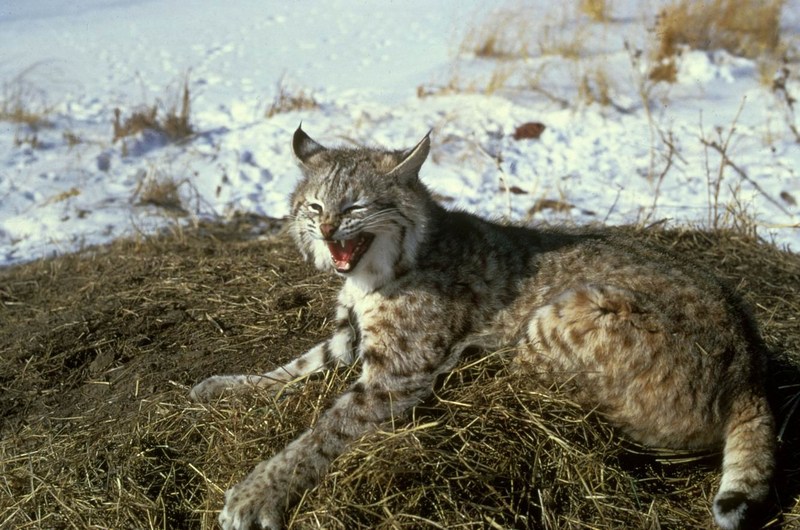 Bobcat (Lynx rufus) {!--밥캣, 붉은스라소니-->; DISPLAY FULL IMAGE.