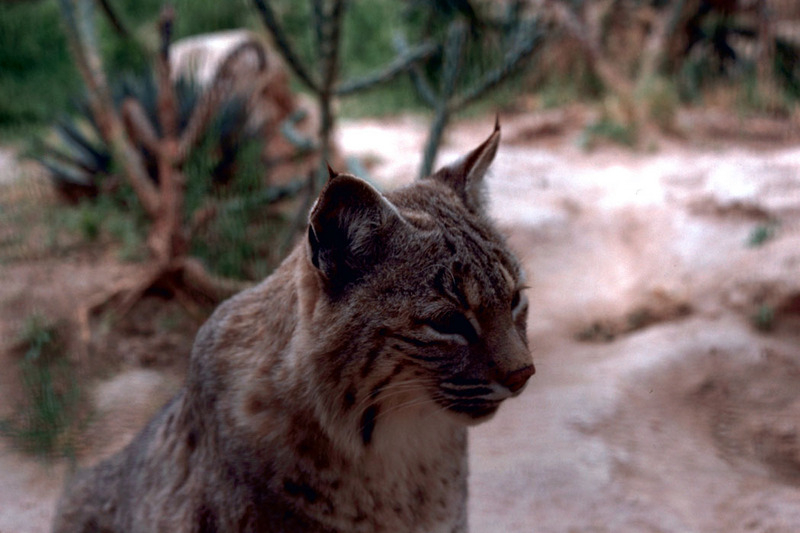 Bobcat (Lynx rufus) {!--밥캣, 붉은스라소니-->; DISPLAY FULL IMAGE.