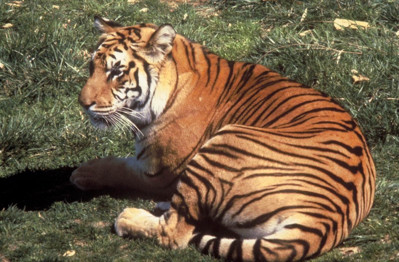 Bengal Tiger (Panthera tigris tigris){!--벵골호랑이--> resting; DISPLAY FULL IMAGE.