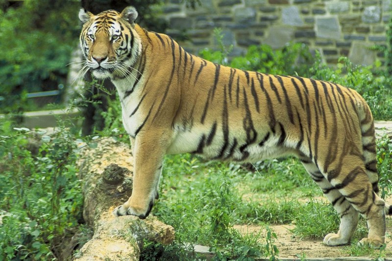 Tiger (Panthera tigris){!--호랑이--> standing; DISPLAY FULL IMAGE.