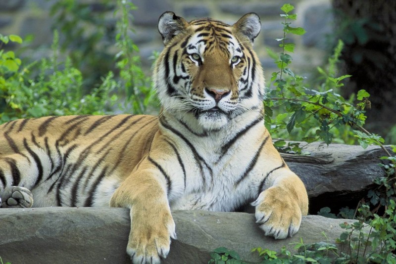Siberian Tiger (Panthera tigris altaica){!--시베리아호랑이--> portrait at Philadelphia Zoo; DISPLAY FULL IMAGE.