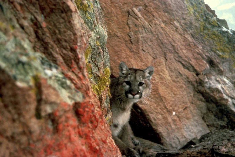 Mountain Lion (Puma concolor){!--퓨마/쿠거--> in rock crevice; DISPLAY FULL IMAGE.
